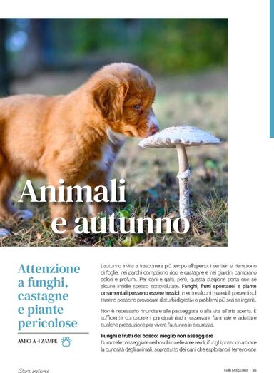 Volantino Gulliver - Gulliver - Gulli Ottobre valido dal 01/10 al 31/10 - pagina 85
