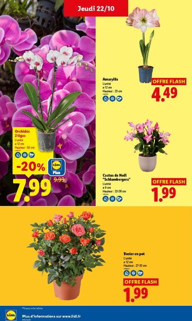 Catalogue Lidl - Lidl valable dès le 22/10 au 28/10 - page 35