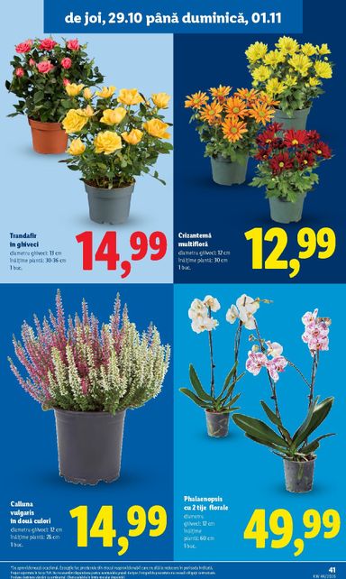 Catalogul Lidl - Lidl de la 26.10. până la 01.11. - pagina 41