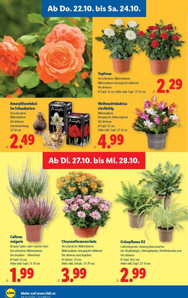 Lidl-Flugblatt - Lidl gültig ab 22.10. bis 28.10. - seite 32