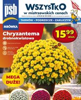 Mrówka gazetka